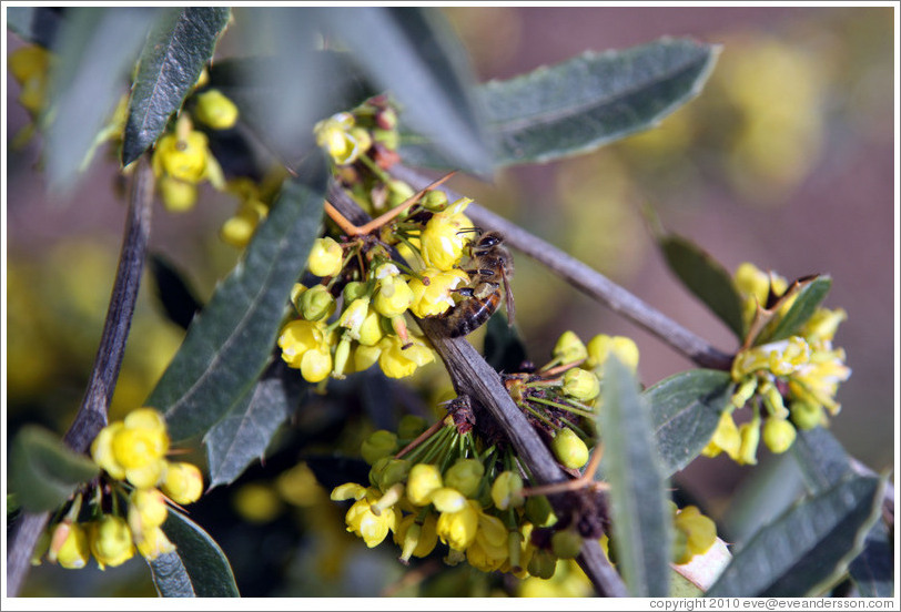 Bee on flower.  Emiliana Vineyards.