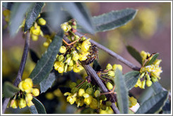 Bee on flower.  Emiliana Vineyards.