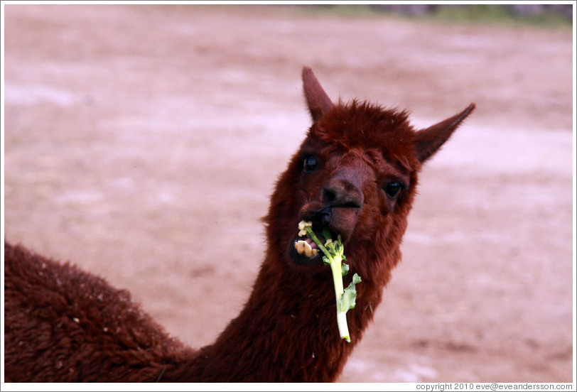 Llama eating a flower.  Emiliana Vineyards.