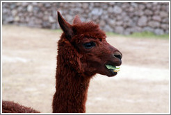 Llama eating lettuce.  Emiliana Vineyards.