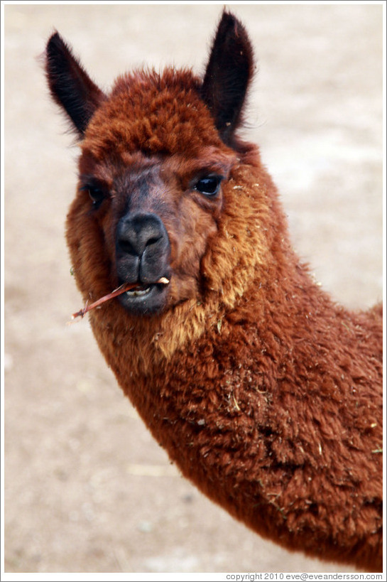 Llama eating a stem.  Emiliana Vineyards.