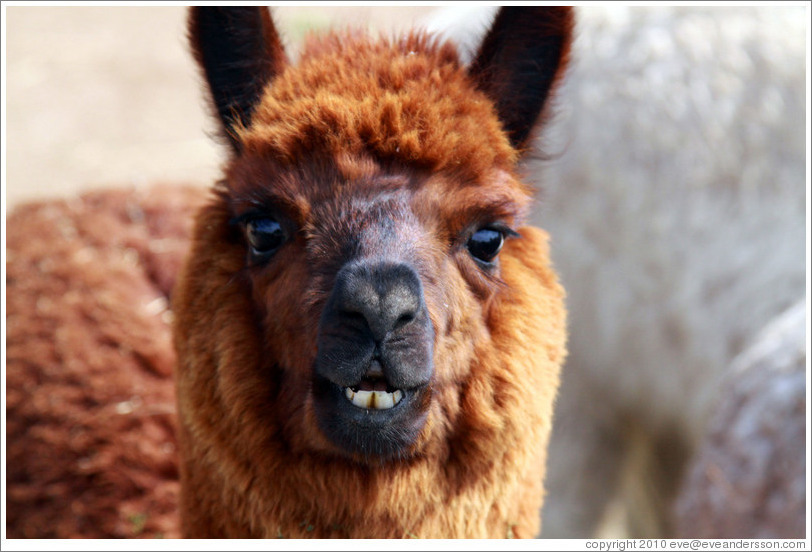 Brown llama.  Emiliana Vineyards.