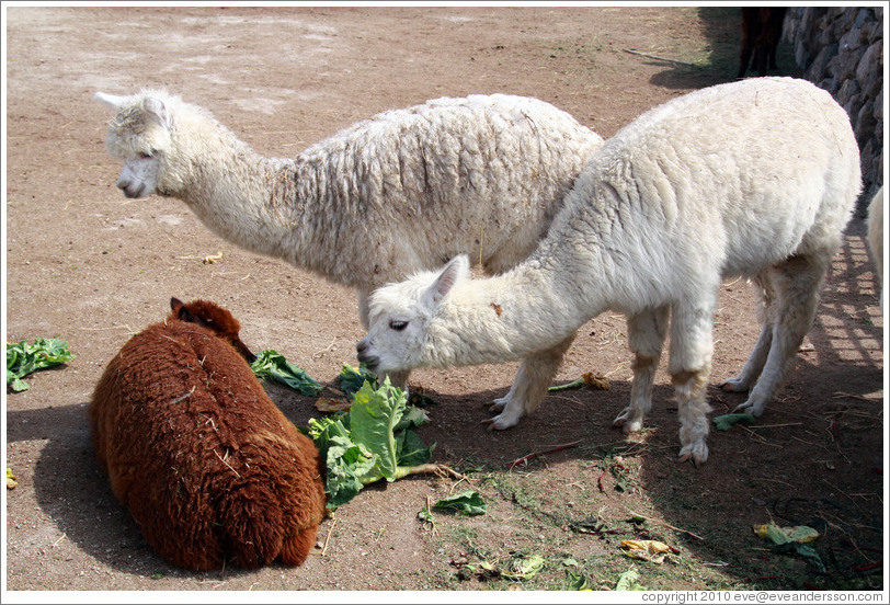 Brown llama rolling in the lettuce that the white llamas are trying to eat.  Emiliana Vineyards.