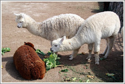 Brown llama rolling in the lettuce that the white llamas are trying to eat.  Emiliana Vineyards.