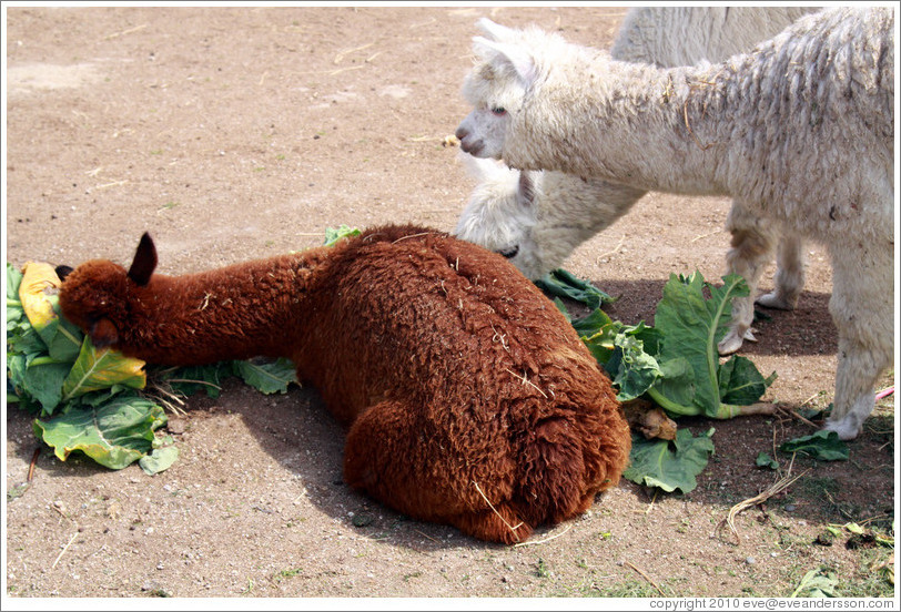Brown llama rolling in the lettuce that the white llamas are trying to eat.  Emiliana Vineyards.
