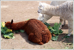 Brown llama rolling in the lettuce that the white llamas are trying to eat.  Emiliana Vineyards.