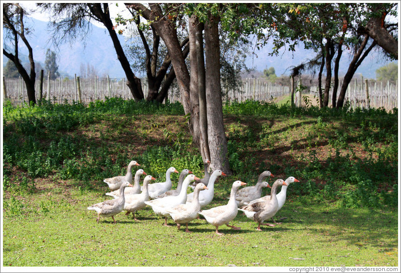 Geese.  Emiliana Vineyards.