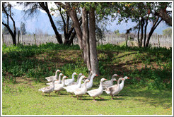 Geese.  Emiliana Vineyards.