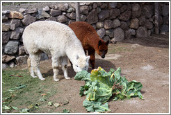 Llamas eating lettuce.  Emiliana Vineyards.
