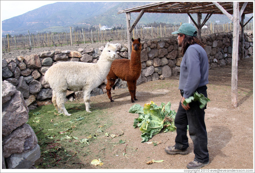Worker bringing lettuce for llamas to eat.  Emiliana Vineyards.