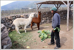 Worker bringing lettuce for llamas to eat.  Emiliana Vineyards.