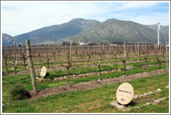 Row of vines labeled "Manzanilla" (I believe the label refers to the compost used as fertilizer).  Emiliana Vineyards.