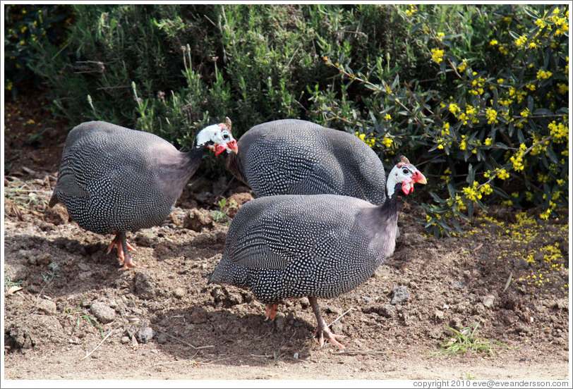 Turkeys.  Emiliana Vineyards.