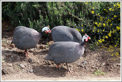 Turkeys.  Emiliana Vineyards.