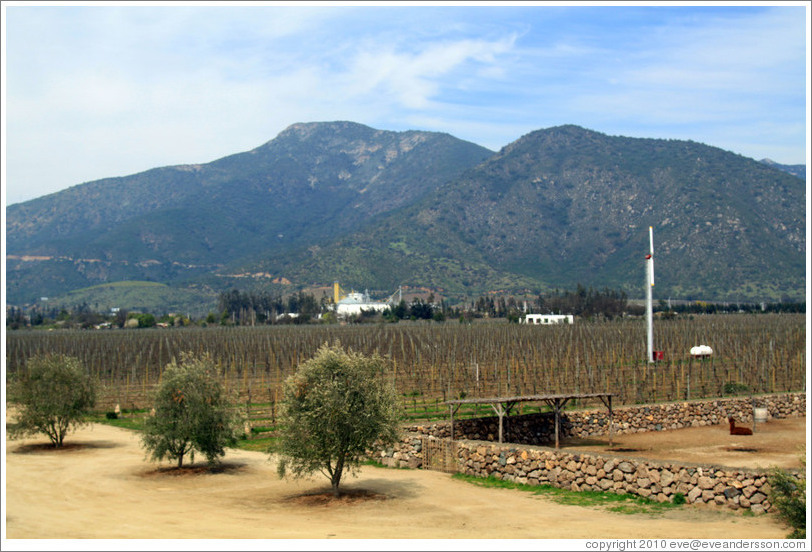 Emiliana Vineyards, with mountains behind.