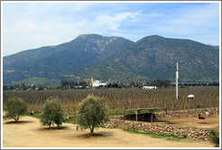 Emiliana Vineyards, with mountains behind.