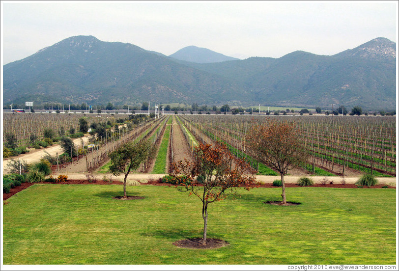 Emiliana Vineyards, with mountains behind.