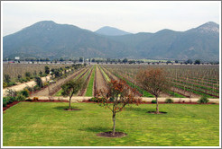 Emiliana Vineyards, with mountains behind.