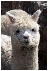 Llama.  Emiliana Vineyards.