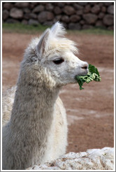 Llama eating lettuce.  Emiliana Vineyards.
