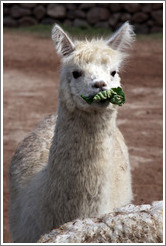 Llama eating lettuce.  Emiliana Vineyards.