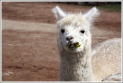 Llama eating lettuce.  Emiliana Vineyards.