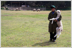 Worker carrying baby llama.  Emiliana Vineyards.