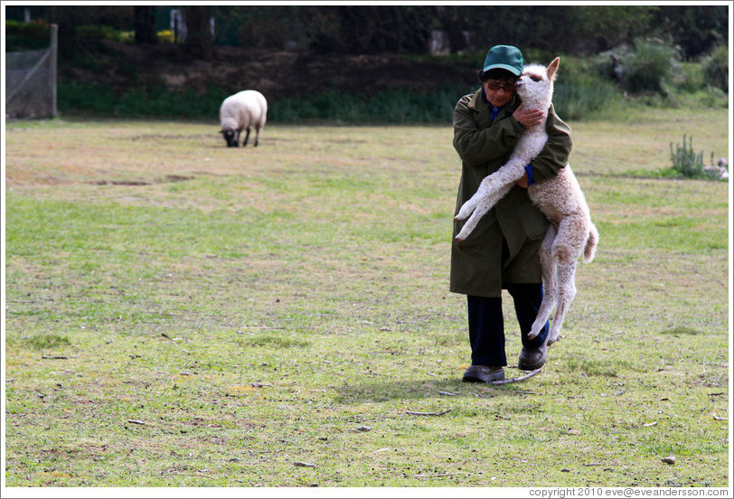 Worker carrying baby llama.  Emiliana Vineyards.