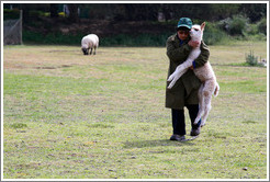 Worker carrying baby llama.  Emiliana Vineyards.