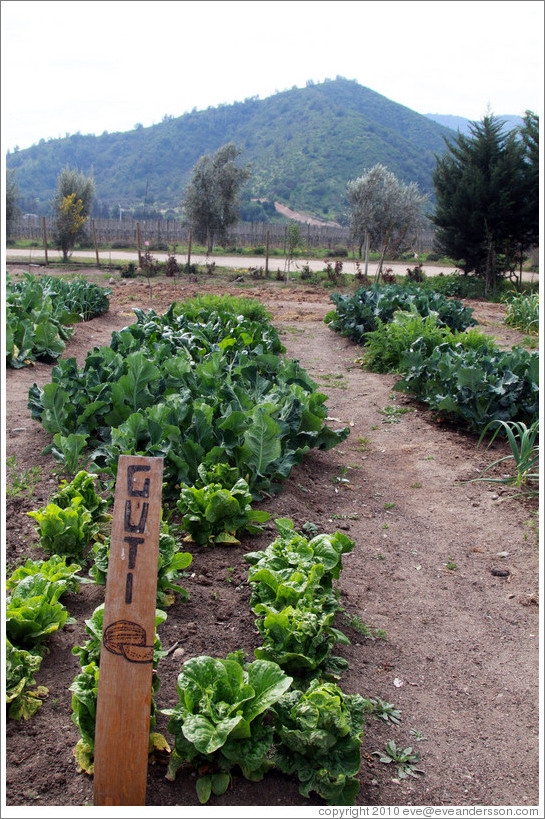 Row tended by Guti.  Vegetable garden, Emiliana Vineyards.