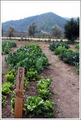 Row tended by Guti.  Vegetable garden, Emiliana Vineyards.