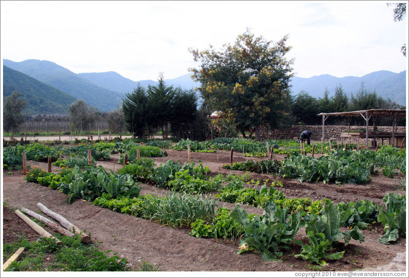 Vegetable garden, Emiliana Vineyards.