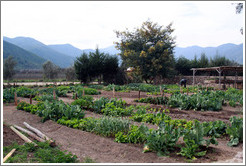 Vegetable garden, Emiliana Vineyards.