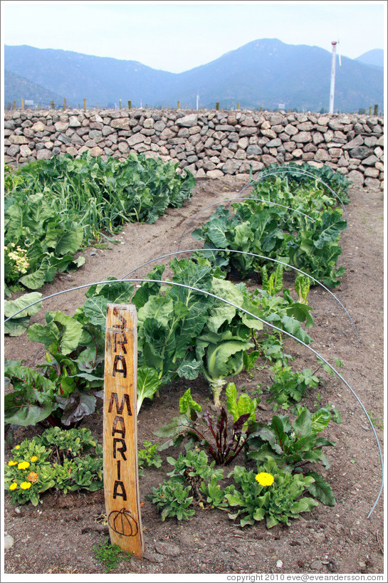 Row tended by Sra. Maria.  Vegetable garden, Emiliana Vineyards.