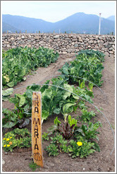 Row tended by Sra. Maria.  Vegetable garden, Emiliana Vineyards.