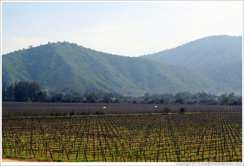 Vineyard and mountains, Veramonte Winery.