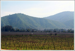 Vineyard and mountains, Veramonte Winery.