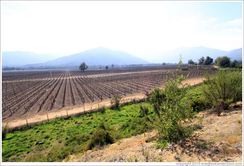 Vineyard, Veramonte Winery.