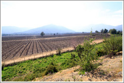 Vineyard, Veramonte Winery.