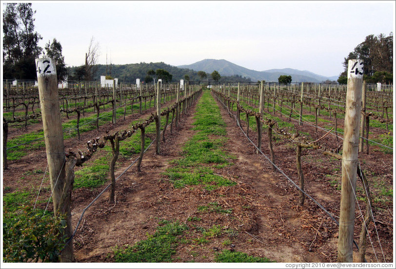 Vineyard, Casas del Bosque.