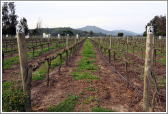 Vineyard, Casas del Bosque.