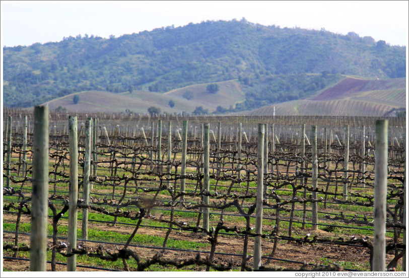 Vineyard, Casas del Bosque.