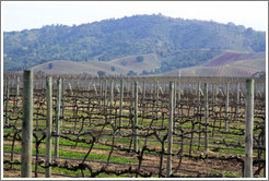 Vineyard, Casas del Bosque.