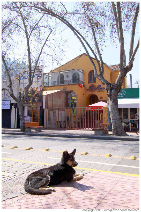 Homeless dog.  P?Nono, Bellavista.