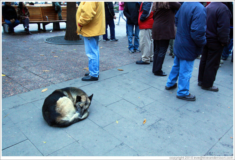 Homeless dog, sleeping near standing people.  Plaza de Armas.