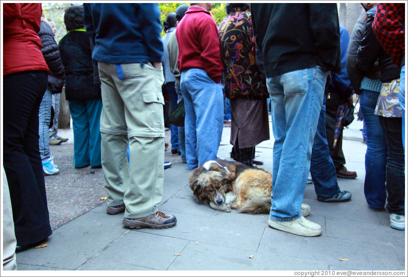 Homeless dog, sleeping amid standing people.  Plaza de Armas.