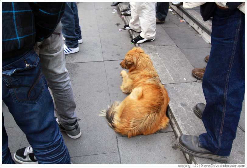 Homeless dog, lying down amid standing people.  Plaza de Armas.