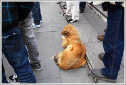 Homeless dog, lying down amid standing people.  Plaza de Armas.