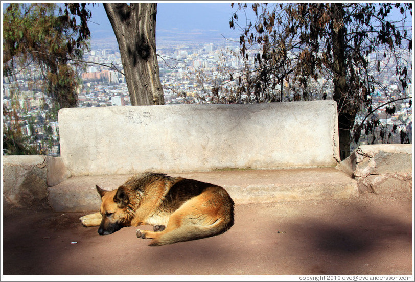 Homeless dog, resting on the top of Cerro San Crist?.