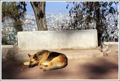 Homeless dog, resting on the top of Cerro San Crist?.